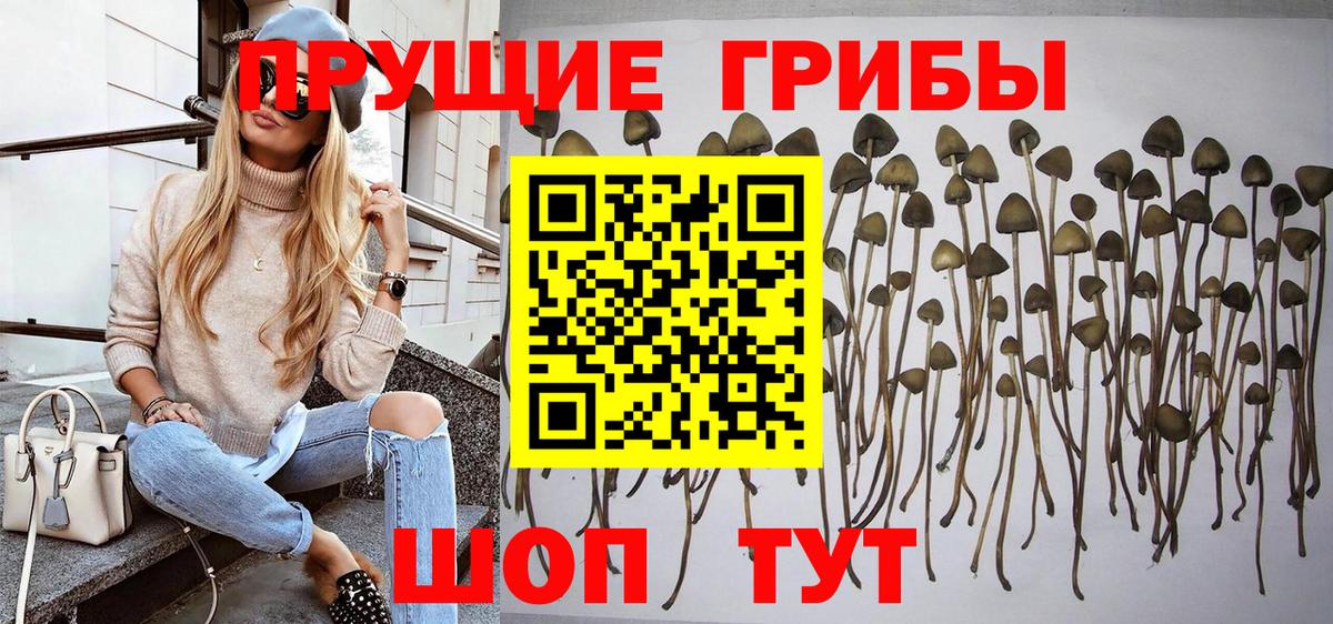 Галлюциногенные грибы Psilocybine cubensis Зеленокумск